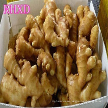 hot selling chinese mature varieties of ginger